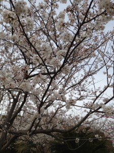 IMG_1308